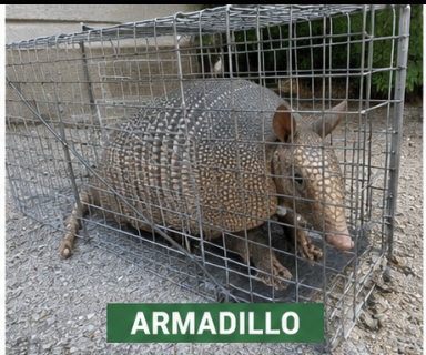 Armadillo Removal