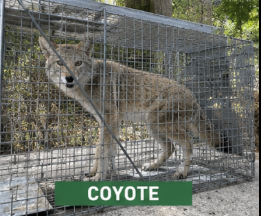 Coyote Removal