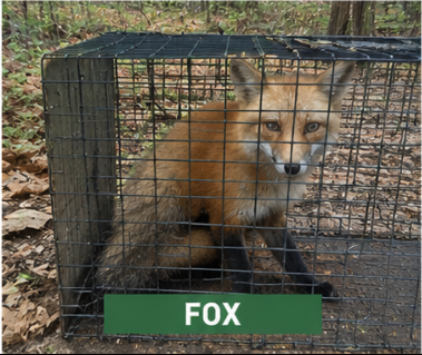 Fox Removal