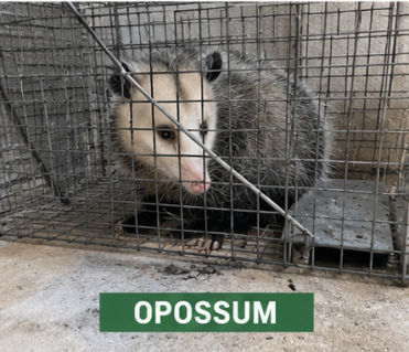 Opossum Removal