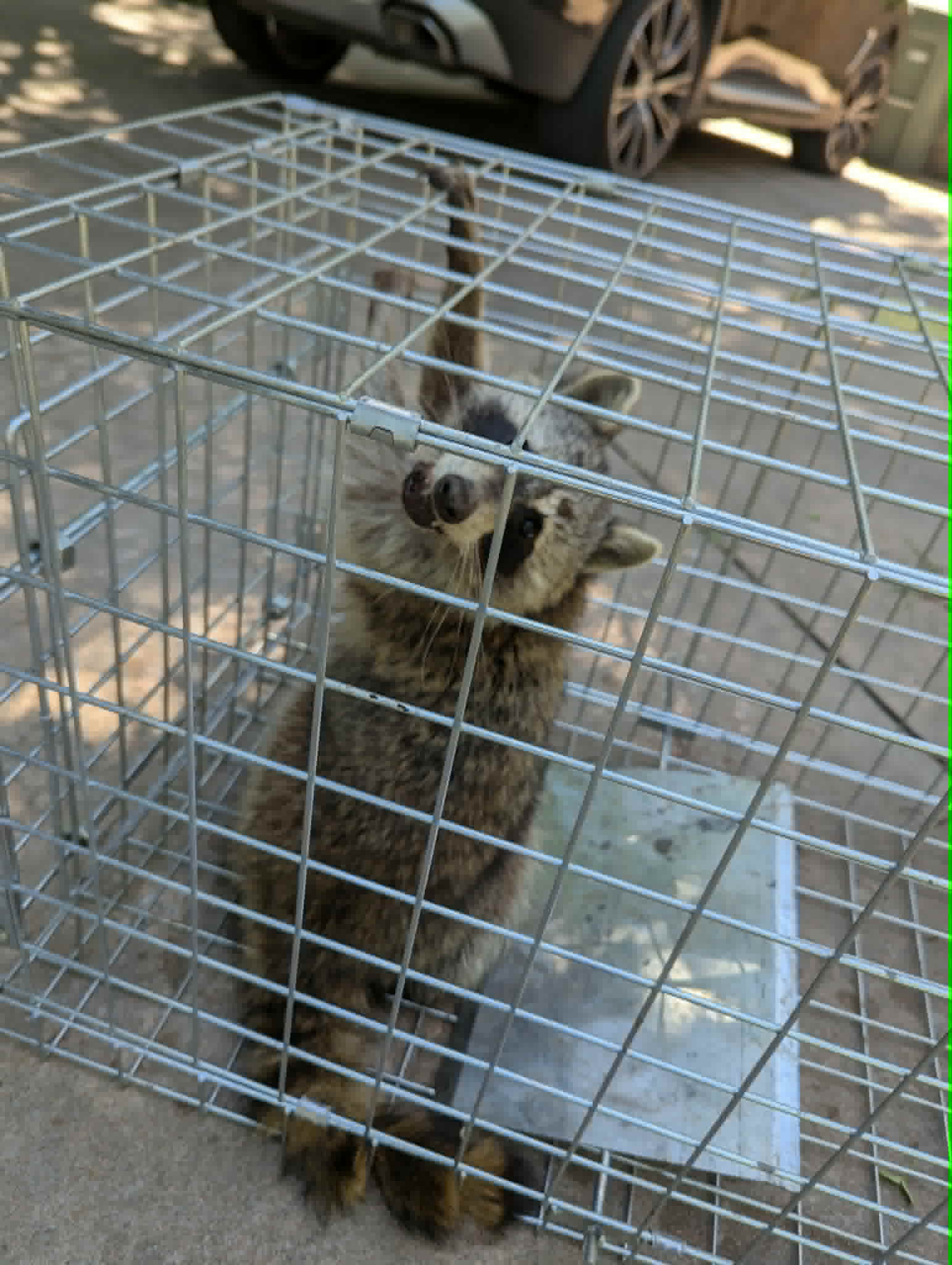Raccoon Removal