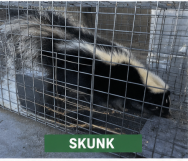 Skunk Removal
