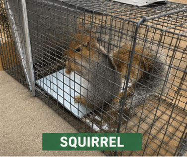 Squirrel Removal